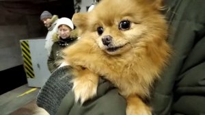 покупаем шпица|едим за собакой|новая собака|🐕🍄