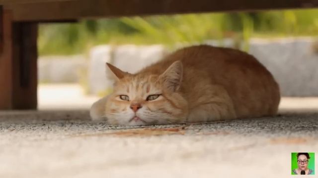 Кот, испуганно озираясь, на дрожащих лапах полз к Андрею, но тот оттолкнул его ногой... смотреть онлайн