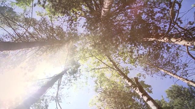 Сокровища тайги 18 фильмов Михаила /Елены Чумак музыка Alizbar & AnnSannat - Эстуарий/ Estuary смотреть онлайн