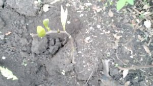 Азимина размножение корневой порослью /Pawpaw