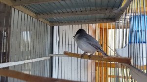 Сайроқи мойқут - певчая славка: 19.04.20