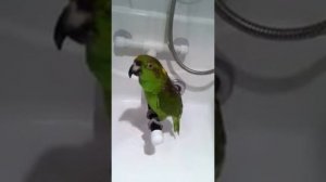 Попугай поёт в душе
