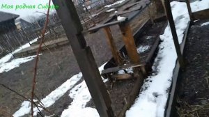 Молодой гусак-сынок не терпит инкубаторских. Снег выпал. Наши будни .