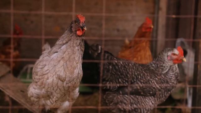 Газонокосилка бензиновая РЕСАНТА КР-6.0 БТ 70/3/13 смотреть онлайн