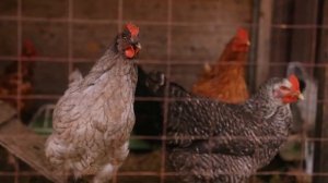 Газонокосилка бензиновая РЕСАНТА КР-6.0 БТ 70/3/13