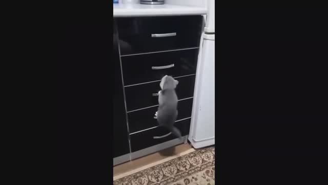 Смешные питомцы #1
