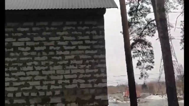 Бор в Барнауле, улица Змеиногорская ,около телецентра.😊