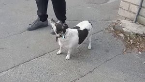 маленькая злая собака