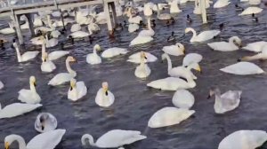 Лебединое озеро от Галины 12.12.24.