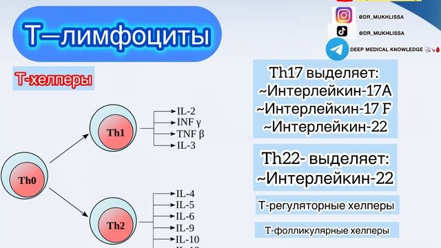 Лейкоциты. Лейкоцитарная формула.