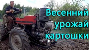 Собрали весенний урожай картошки и посадили новую партию.