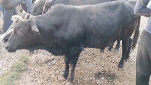 Молбозори чузи шахринав жума бозор 14 августа 2020