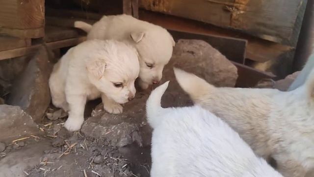 Вновь прибывшие белые щенки 1.2 месяца смотреть онлайн