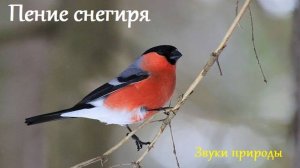 Звук пения снегиря. Звуки природы.