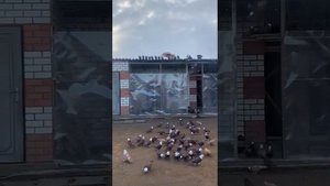 Благодарненские голуби