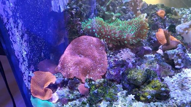 Adjust Alkalinity Or Ph? Ph Accuracy? Hanna Ph Tester? 07/21/2022 смотреть онлайн