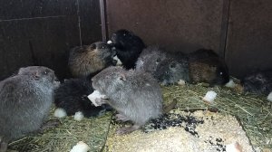 Подкармливаю НУТРИЙ утром хлебом. 05.11.24