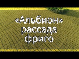 Рассада клубники «Альбион» Фриго | 2023