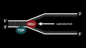 A3Academy: DNA Replication