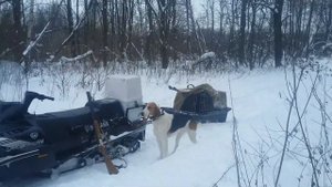 Гончии,русская пегая