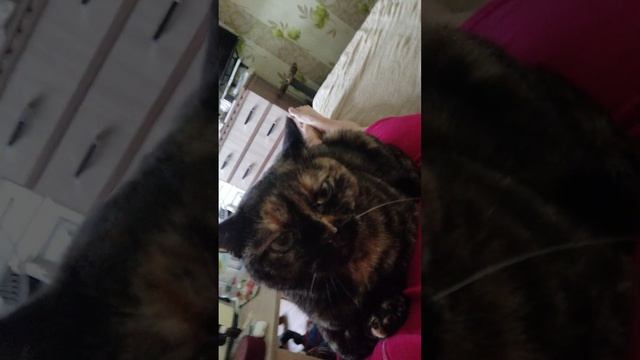 Кошки думают иначе 😁 смотреть онлайн