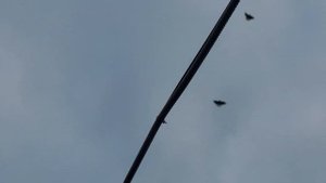 Голуби СВГ 22.03.2024. Северо-восток, пара сивых одногнёздок.