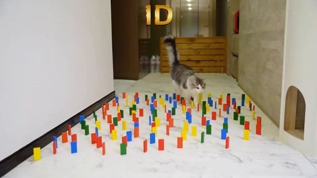 Кошка и домино/Cat And Domino