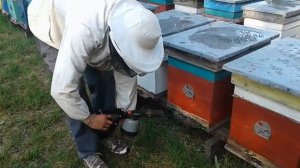 При обработке пчелиых семй  дымом керосина с амитразом двигаемся против ветра
