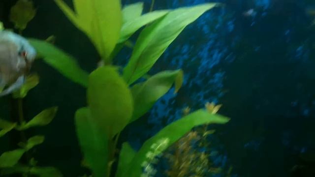 Мои Скалярии смотреть онлайн