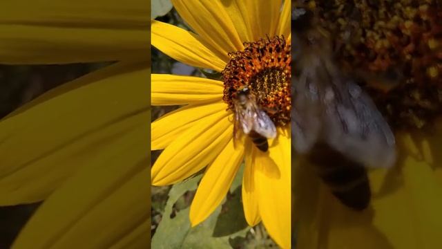 pollination process  sunflower and bee