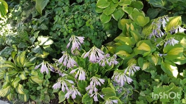 🌟Малоуходный сад в природном стиле не требует прополки. Цветущий с апреля🌷 по ноябрь🌾🍁