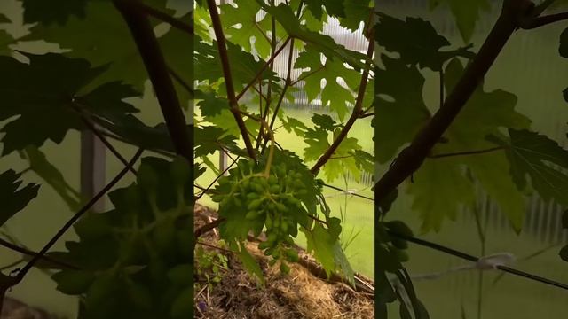 Как опылился виноград в моих теплицах? #опылениевинограда #виноград #виноградарство