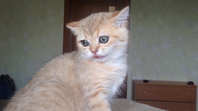 Британские котята,серебристые шиншиллы.