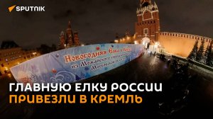 Главную ёлку России доставили на Красную площадь в Москве