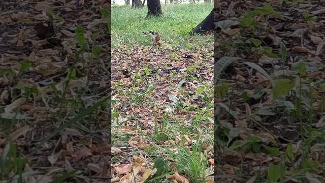 Очень дружелюбная белочка в Парке Лефортово Москва | Very friendly red squirrel eating from my hand
