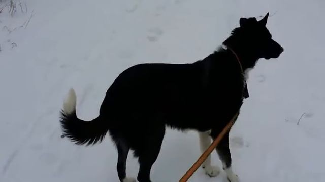 Собака Сказка. 13.02 смотреть онлайн