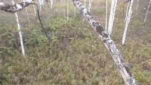 охота на лося в период гона. ТРОФЕЙ ВЗЯТ. и некоторые нюансы на которые стоит оброщать внимание.