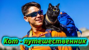 Кот который любит путешествовать!