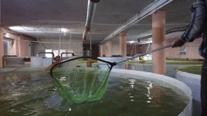 Форелевое хозяйство в Саратове. Где купить живую форель.