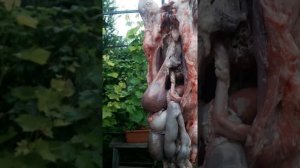 вскрытие погибшей самки.
