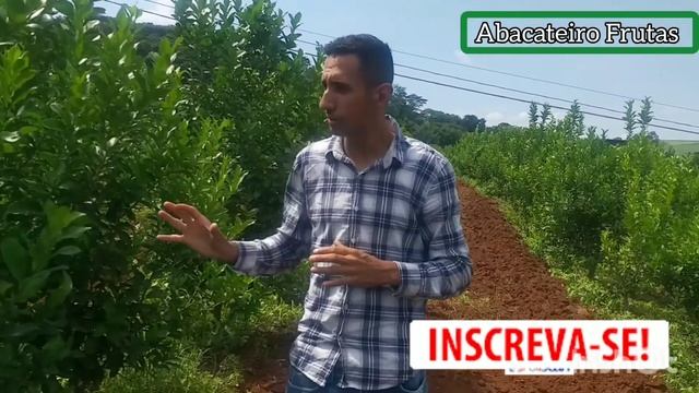 LIMÃO TAITI QUANTO TEMPO LEVA PARA PRODUZIR? смотреть онлайн