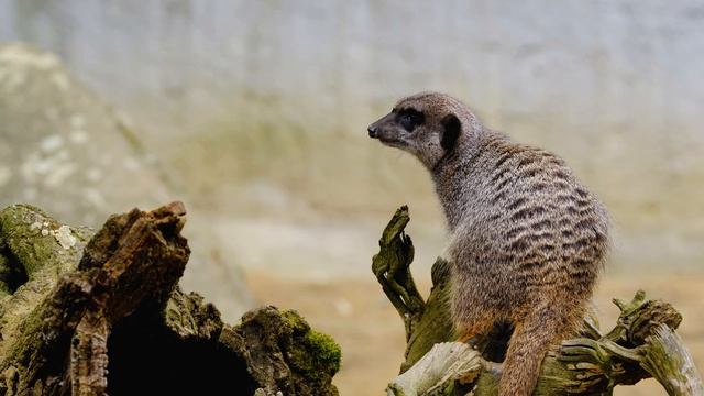 16610853-uhd_3840_2160_30fps