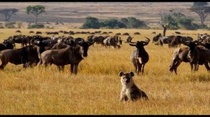 АНТИЛОПА ГНУ