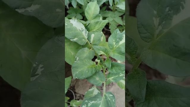 Томат гном Гэндальф🍅🍅🍅