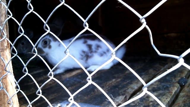 Кролик бъет стучит лапой смотреть онлайн