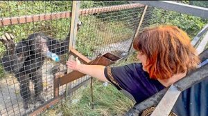 Как мама общается с о своим любимчиком шимпанзе Семеном Семенычем.