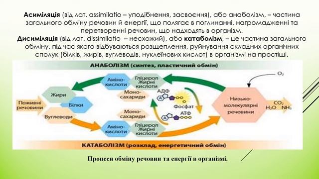 25. ОБМІН РЕЧОВИН ТА ЕНЕРГІЇ В БІОЛОГІЧНИХ СИСТЕМАХ / Біологія і екологія