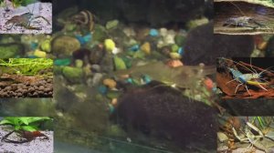 Макробрахиумы-характерные креветки хулиганы!