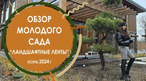 Обзор молодого сада "Ландшафтные ленты" - осень 2024 г