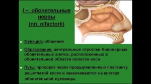 Черепные нервы. I-II пары. Общие сведения